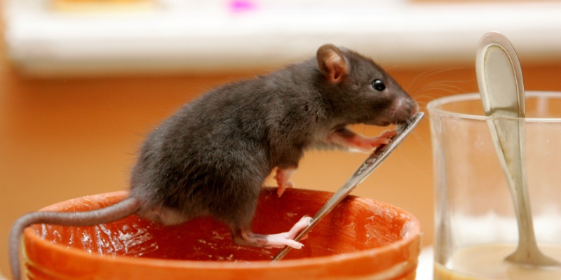Why Nashville Homes See a Spike in Rodents Every Winter (and How to Prevent It)