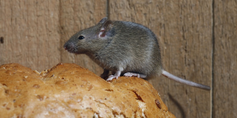 Why Rodents Love Older Nashville Neighborhoods (12 South, East Nashville, etc.)