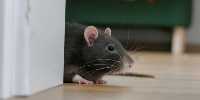 Top Entry Points Rodents Use in Nashville, TN Homes