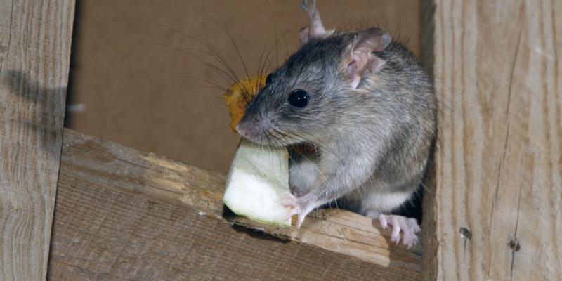 Seasonal Rodent Migration in Middle Tennessee: What Homeowners Need to Know