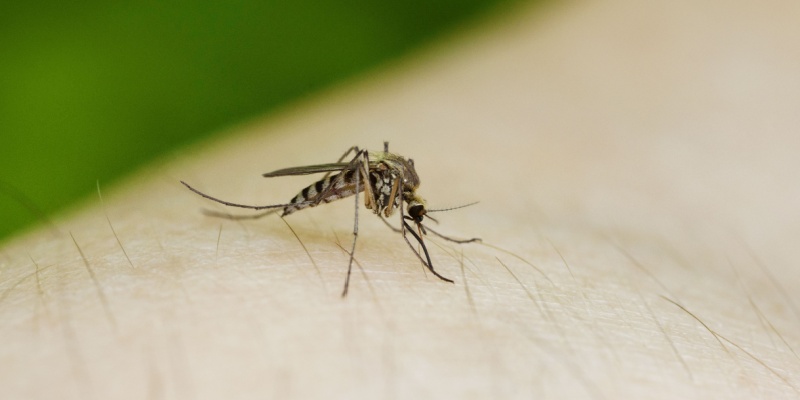 Why Waiting Until Summer Is a Mistake for Mosquito Control in Nashville