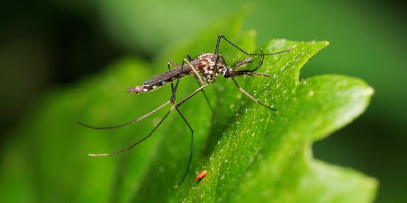 How to Prepare Your Yard for Mosquito Season in Nashville