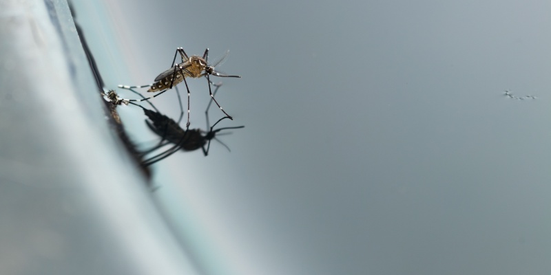 How Standing Water After Spring Rains Fuels Mosquitoes in Nashville