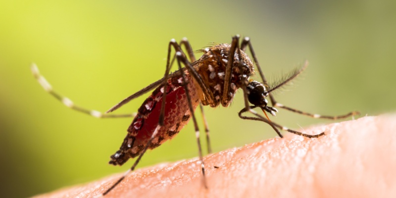How Fast Does Mosquito Treatment Work in Nashville Yards?