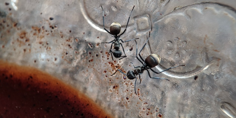 What Pests Are Most Common in Franklin, TN Homes?