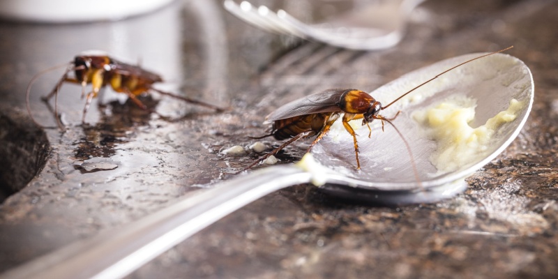 Pest Problems Homeowners Face During Nashville's Hot, Humid Summers