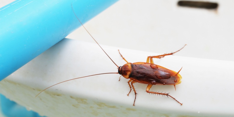 Why Pest Problems Are Different in Middle Tennessee