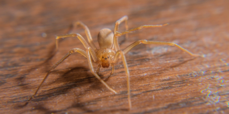 Are Brown Recluse Spiders Common in Nashville, Tennessee?