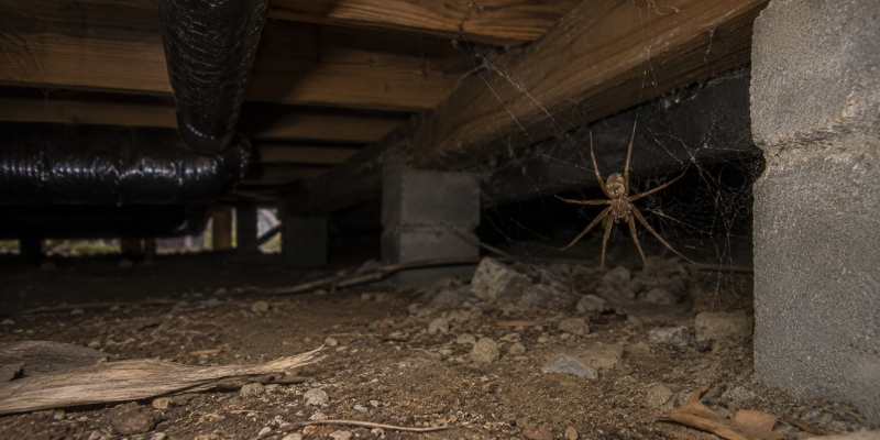 What Attracts Spiders to Nashville Crawl Spaces?