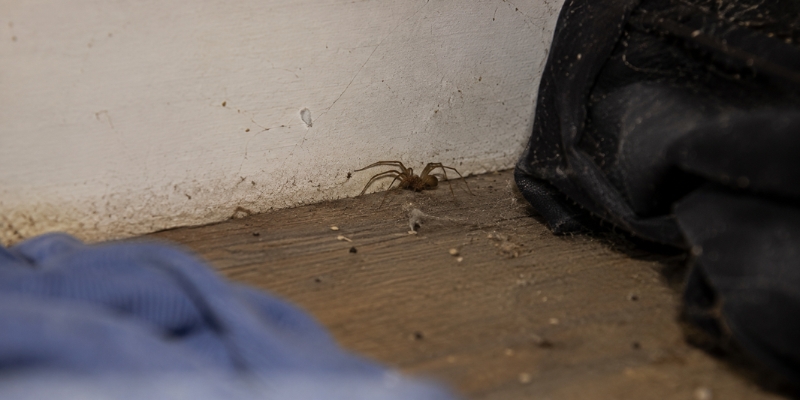 Where Brown Recluse Spiders Hide During the Day—and Why You Rarely See Them
