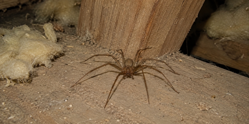 Why Brown Recluse Spiders Love Nashville Garages, Attics, and Storage Areas