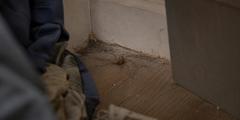 Why You’re Finding Spiders in Your Nashville Home Even After Cleaning
