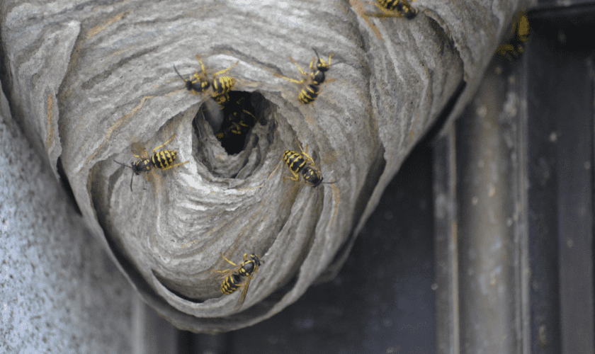Antioch TN Stinging Insect Control