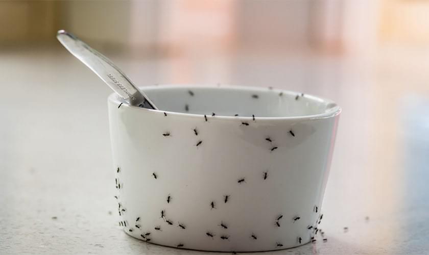 Ant Control in Nashville