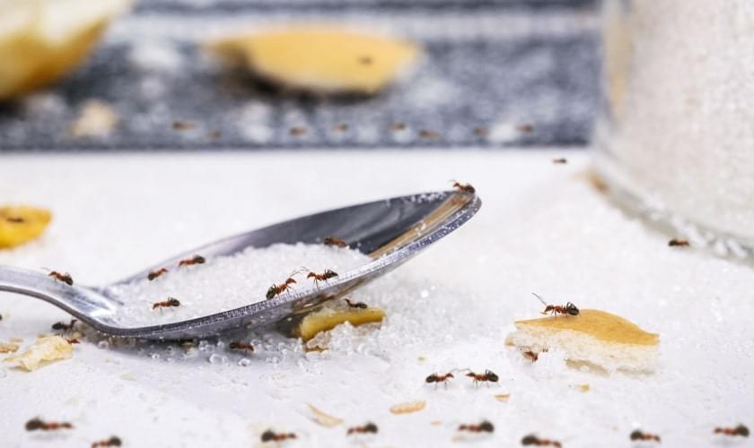 Don't Let Ants Takeover!