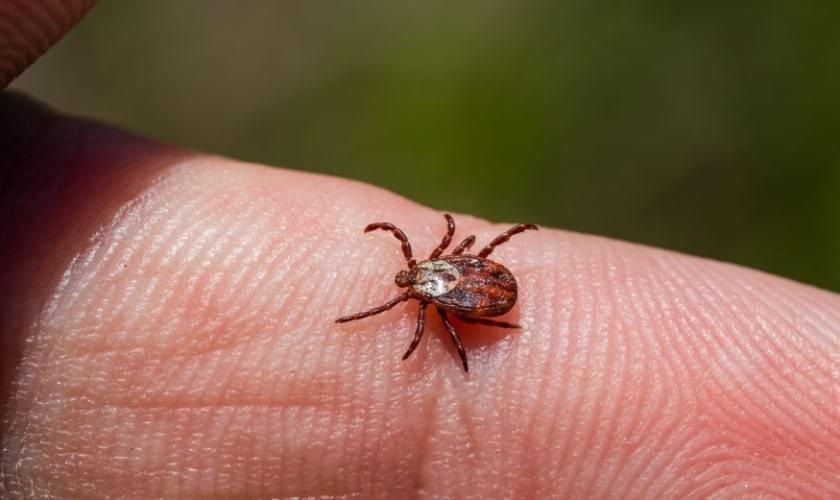 Don't Let Ticks Live In Your Yard!
