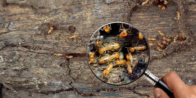 Are Termites Common in Middle Tennessee?