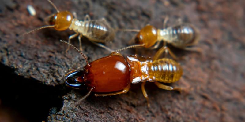 What are Common Signs I Have a Termite Infestation?
